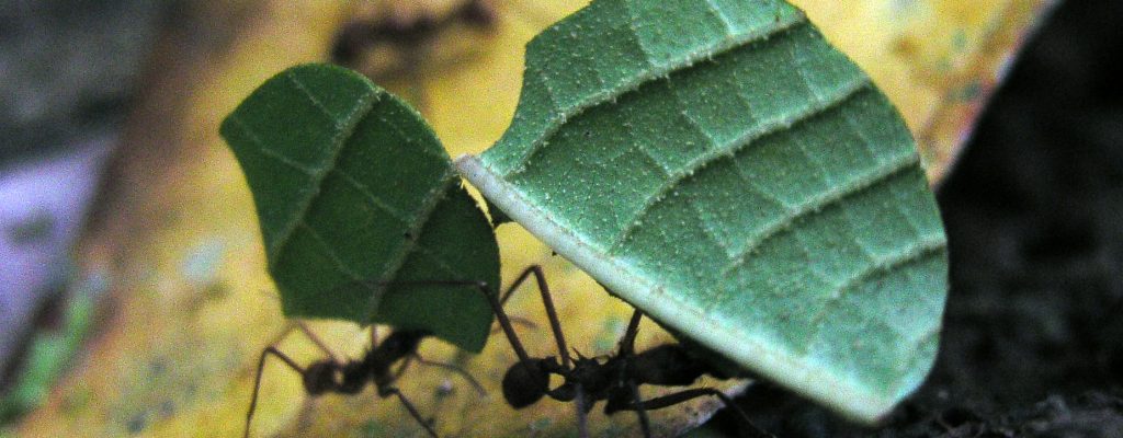 Killing Me Softly …