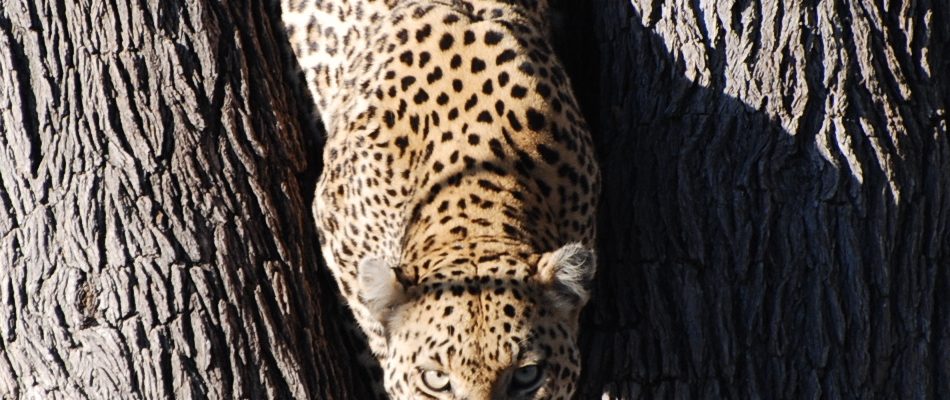 For Coaches & Consultants: Professional Training, Mentoring & Certification