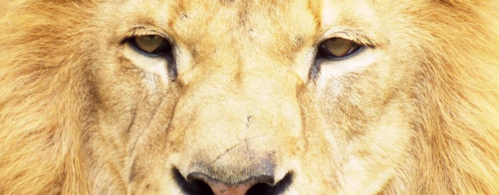 For Business Leaders & Teams: Transformational Performance