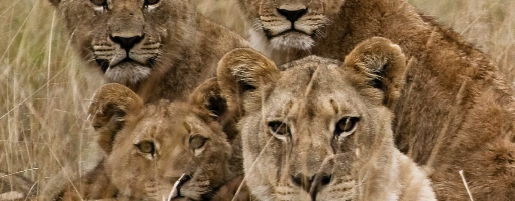 For Teams: Organizational Leadership Development