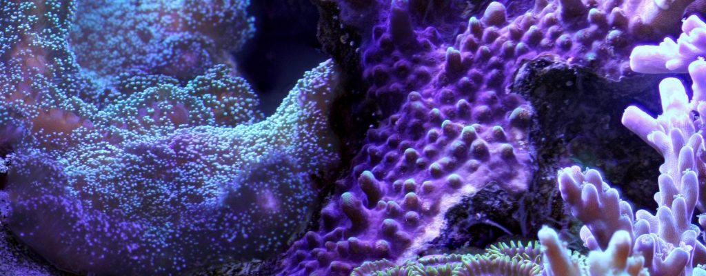 MythoSelf Process Cheatsheet