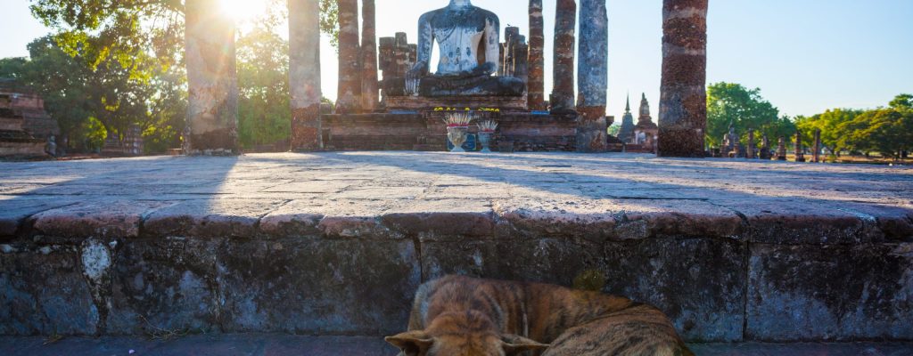 Claiming Your Right To Be … Become The Buddha